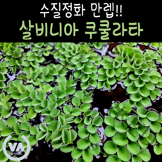 [비바소녀] 수질정화수초 살비니아 쿠쿨라타 (12뿌리) / 부상수초 초보수초 은신처