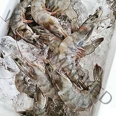 특품 산지직송 당일조업 자연산 대하 왕새우 활새우 생새우 26미내외(1kg)서해에서 갓 잡은 특대새우 싱싱한 홍성 남당항새우 신안새우/대하축제, 생물 왕새우 33미내외(1KG)