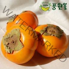 달콤아삭 경남 꼬마단감 5KG/10KG (소과 60~80사이즈), 꼬마단감 5KG