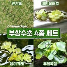 둥둥 수조 위 뜨는 부상 수초 키우기 4종 세트 (SET3), 단품