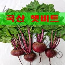 주스용 못난이 국산 레드비트 10kg 1BOX