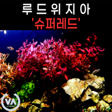 [비바소녀] 루드위지아 팔루스트리스 슈퍼레드 (10촉)