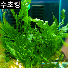 [수초킹] 키우기 쉬운 초보수초 볼비티스 3잎