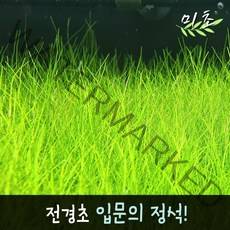 [미초] 미니 헤어그라스 수초 (약 25뿌리) / 전경수초 / 초보자 수초 / 어항 수초