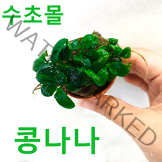 콩나나 (1포트) 초보자수초 자연수초 음성수초
