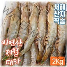 자연산 대하 2Kg 제철 싱싱한 새우 국내산 서해안 태안 안면도 남당항 신진도 산지직송, 자연산 대하 (2Kg)