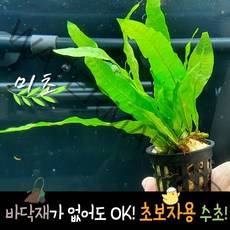 [미초] 초보자용 미크로소리움 포트수초 1개/ 활착수초 / 초보 수초 / 구피 수초