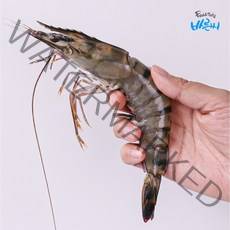 바른씨 프리미엄 킹타이거새우 대하, 20마리, 1kg
