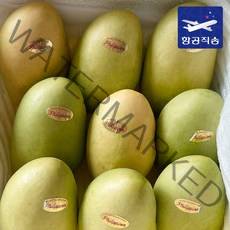 [항공직송프리미엄 필리핀 카라바오 망고 6과 12과 5kg, 4.[실속형] 카라바오 망고 12과 (S)