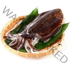 태안산지출고 갑오징어1Kg(4-10미) 급냉