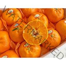 허니삼구 고당도 꿀맛 제주 레드향 3KG 5KG, 1박스, 5KG(11-17과)