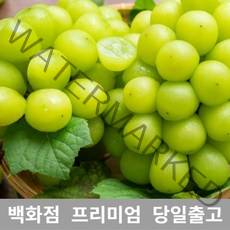 샤인머스켓 1kg 샤인머스켓묘목 과일선물세트 샤인, 쿠T 1, 쿠T 본상품선택