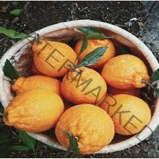 [위미농원] 서귀포 고당도 하우스한라봉 3kg 5kg, 한라봉벌크5kg대과1박스