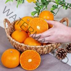 제주 천혜향 가정용 선물세트 3kg 5kg 10kg 산지직송, 5kg 중과 15~35과