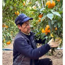 제주 천혜향 3kg 5kg 가정용 선물세트, 못난이 천혜향 10kg