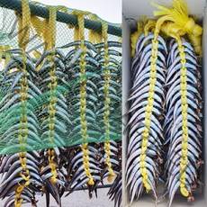 당일잡은 생물 알도루묵 양미리 반건조 냉동 산지직송, 반건조 양미리, 20마리