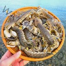 통영 자연산 갯가재 1kg 활갯가재 살아있는 쏙 들치 딱새 제철, 1개