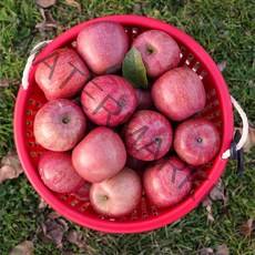 FRESH 못난이 가정용 주스용 사과, 못난이 사과 5kg