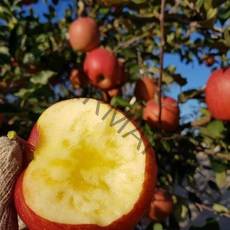 [은하수농장] 가정용 사과 5kg 9kg 기획상품, 03.실속형 흠집 사과 크기혼합 9kg (박스무게포함)