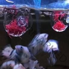 인디언복어 아크릴 피딩컵 생먹이 실지렁이 장구벌레_20221572EA