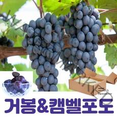 거봉 캠벨 캠벨 포도 혼합포도 캠벨포도 켐벨포도 캠밸포도 포도3kg 1kg 2kg 3kg 5kg 10kg, 1.프리미엄 거봉포도 2수 (약1kg)), 2개