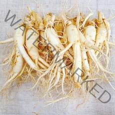 햇수삼!! 삼키우는마을 고려수삼 세척 무세척 수삼 가정용, 03.난25-700g-무료세척