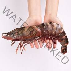 바른씨 프리미엄 킹블랙타이거새우 1kg 새우/게/갑각류>>새우, 6마리, 140g