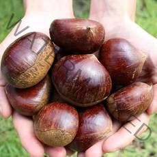 국내산 공주 정안밤 햇밤 2kg 4kg 생밤 생율 알밤, 대4kg