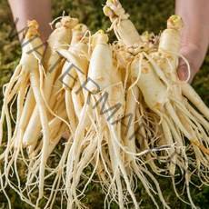 산지직송 세척인삼 4~5년근 수삼 난발삼 소 300g, 1개