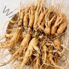 금산 인삼 바른인삼 6년근 5년근 난발삼 원플러스원 600g, [원플러스원] 난발삼 6~8뿌리, 세척안함