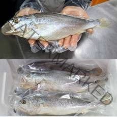 반건조 부세 조기 3마리 특대 (29~31cm) / 배안갈라진 큰조기 제수용 내장손질 제사, 3개