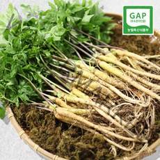 유황새싹삼 중 20-25cm 내외 100뿌리(엄마의농장), 100뿌리