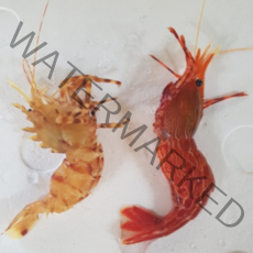 직접잡은 신선한 꽃새우 닭새우/독도새우/동해안 자연산 닭새우, 1개, 연안 꽃새우500G(20미 내외)