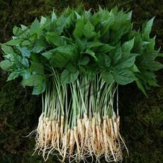 장성 약용 새싹삼 특허재배, 1박스, 12. 대 30뿌리