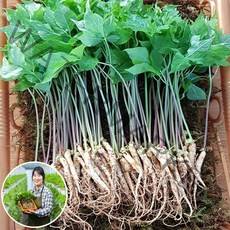 [맘스호미] 장성농부 새싹삼 새싹인삼 면역력 선물, 1박스, 새싹삼 M_100개