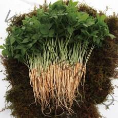 FRESH 새벽에 수확해서 당일배송되는 새싹삼 새싹인삼, 1박스, 중 20cm내외 20+1뿌리