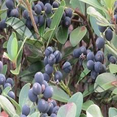 까마귀쪽나무/실생2년포트(4개)/묘목/k1057