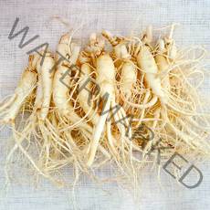 햇수삼!! 삼키우는마을 고려수삼 세척 무세척 수삼 가정용 콩콩파삼 무료세척, 700g, 1개