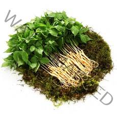 면역력 새싹삼 200뿌리 청년의 정직하고 건강한 황룡새싹인삼, 1box, 특품(3년근) _ 10뿌리