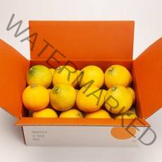 깨비농원 고당도 황금향 4.5kg, 1box, 황금향 4.5kg 중과(19-26과)