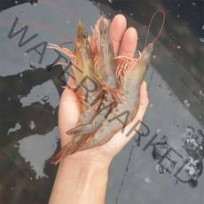 파도수산 산지직송 국내산 새우 1kg 급냉, 국내산 새우 1kg (특), 1개