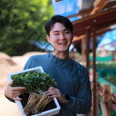 청춘농원 새싹삼 새싹인삼, 1개, 미니 100개 (업소용)