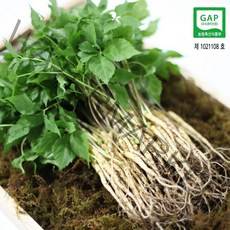 순수 새싹삼 [GAP] 소 100 뿌리 (15~20cm) 1box 선물포장 가능 (오후 2시이전 주문시 당일발송), 일반 포장
