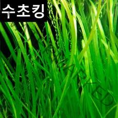 [수초킹] 키우기 쉬운 초보수초 발리스네리아, 15개