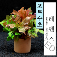 루드지아 레펜스 포트수초