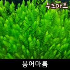 [수초마트] 붕어마름, [득템플러스] 40줄기