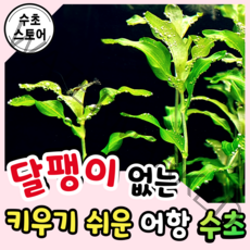 [수초스토어] 검역 말즘 3촉 / 구피 새우 어항 수초 쉬운 예쁜 은신처 중경 후경 초보 풍성한 흑사 붉은 무이탄 치어 베타 열대어