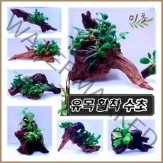 [미초] 초보도 쉽게 키울수 있는 나나 활착 유목 / 활착 수초 / 음성수초 / 모스 / 유목활착 / 어항수초 / 새우수초 / 구피수초