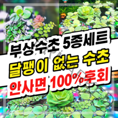 [수초스토어] 검역 부상수초 5종 / 구피 새우 베타 치어 수초 쉬운 어항 은신처 무이탄 물고기 열대어 풍성한 예쁜 피시티아 필란터스플루이탄스 프로그비트 쿠쿠라타 목련물배추