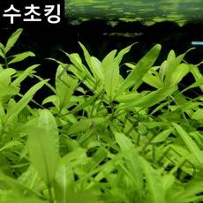 수초킹 키우기 쉬운 초보수초 하이그로필라 포리스페루마, 7개